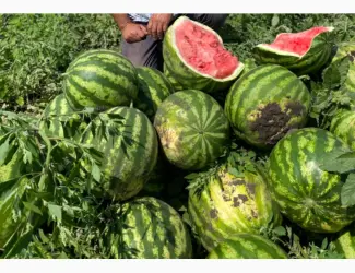 Зображення для оголошення Продам кавун