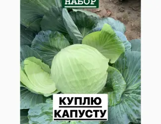 Зображення для оголошення Куплю Капусту ОПТ Україн