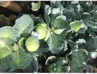 Продам капусту