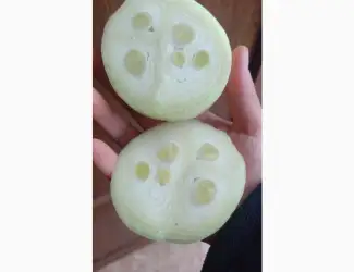 Продам Штутгарт на перо