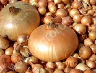 Лук