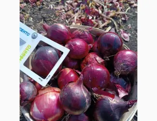 Продаю лук синий