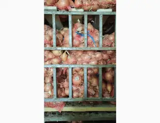 Зображення для оголошення Продам лук Дерек