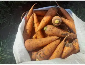 Зображення для оголошення Продам морковь від фермера з 5 тонн
