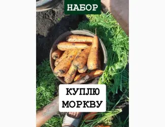 Зображення для оголошення Куплю моркву ОПТ Україна Борщ Набор