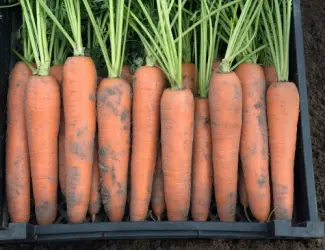 Продам оптом товарну моркву