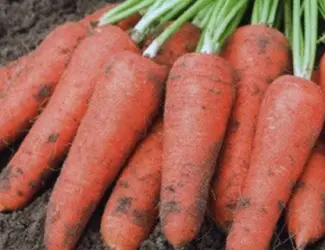 Продам моркву оптом
