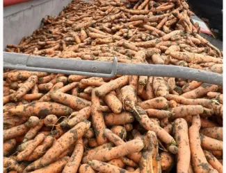Продам морковь