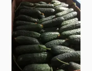 Зображення для оголошення Продам огурцы оптом