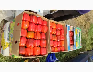 Зображення для оголошення Перець солодкий Геркулес