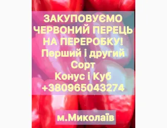 Зображення для оголошення Купуємо перець на переробку