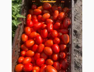Продам помидор
