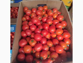 Зображення для оголошення Продам помідор сливка