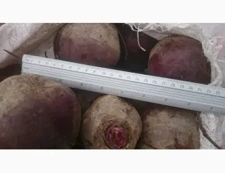 Продам оптом товарний буряк