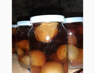 Зображення для оголошення Продам гриб Веселка(Панна)