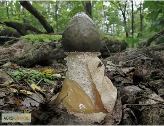 Зображення для оголошення Веселка обыкновенная (настойка)