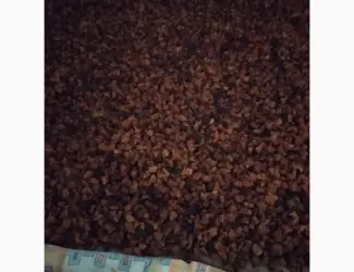 Гриб чага