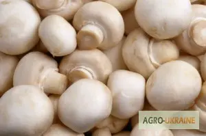 Зображення для оголошення Продам грибы шампіньйони
