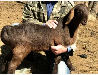 Продам курдючные овцы