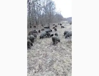 Продам вівці романівська порода