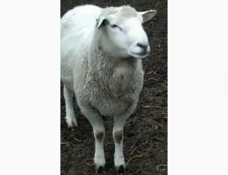 Зображення для оголошення Продам овец