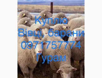 Зображення для оголошення Куплю баранів живою вагою