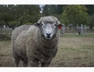 Куплю Баранов В Любом Количестве