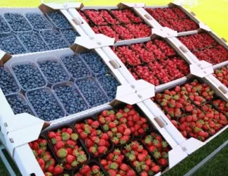 Зображення для оголошення Закуповуємо ягоду ( полуниця