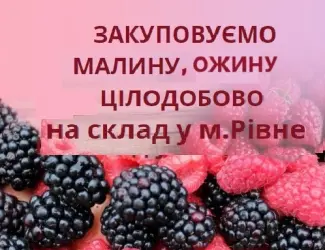 Зображення для оголошення Закуповуємо ожину