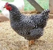 Зображення для оголошення Кури несучки Домінант 6місяців