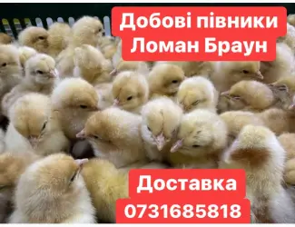 Зображення для оголошення Добові курчата Ломан Браун Цыплята Ломан Браун суточные