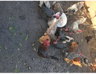 Зображення для оголошення Продаю курей
