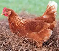Зображення для оголошення Куры несушки Ломанн Браун.Возраст 5