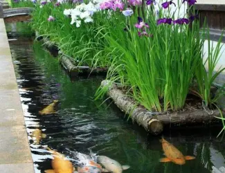 Зображення для оголошення Водные растения