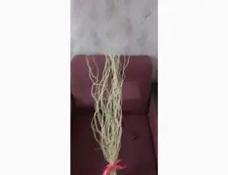 Зображення для оголошення Гілочки крученої верби