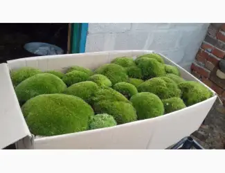 Зображення для оголошення Живий!мох кочка