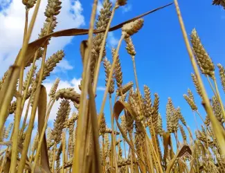 Зображення для оголошення Закупим пшеницю, кукурузу