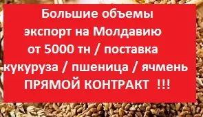 Зображення для оголошення ЗАКУПКА на Молдову от 5000 т = Пшеница = Ячмень = Кукуруза