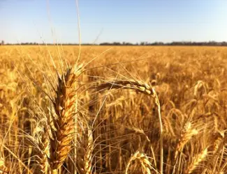 Зображення для оголошення Зернові відходи. Олійні