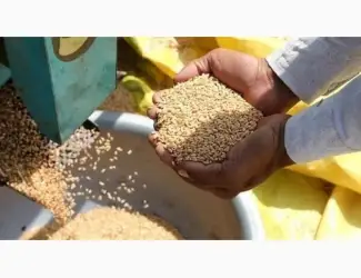 Зображення для оголошення Куплю зерновідходи зернових