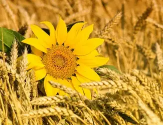 Зображення для оголошення Куплю некондицію