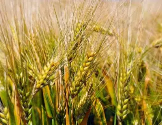 Зображення для оголошення Постійно закуповуємо зерновідходи