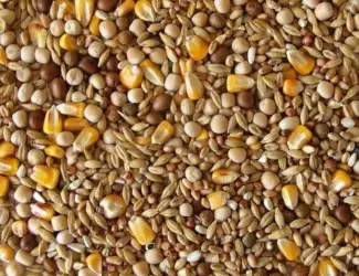 Зображення для оголошення Куплю отходы кукурузы