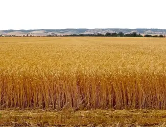 Зображення для оголошення Закупівля пшениці