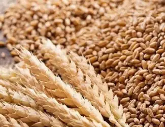 Зображення для оголошення Куплю зерновідходи