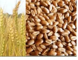 Зображення для оголошення Куплю відходи кукурудзи