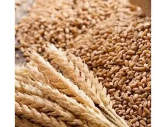 Зображення для оголошення Закуповуємо зерновідходи