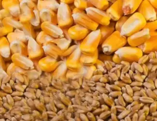 Зображення для оголошення Куплю некондиційний соняшник