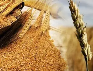Зображення для оголошення Закуповуємо зерновідходи соняшника