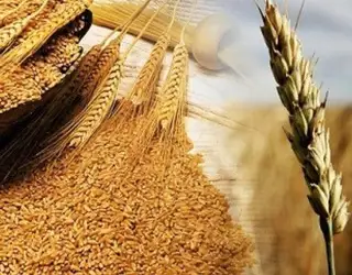 Зображення для оголошення Закуповую зерновідходи бобових